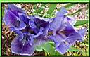 39-iris bleus double enc.jpg